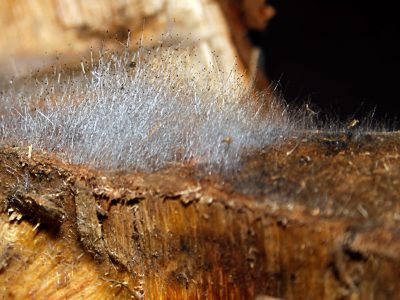 Et fugtigt stykke træ hvor svampe spirer. Fugt er en stor synder i forhold til skimmel, råd og fugtskader. Rendboe tilbyder temperatur og fugtmåling.
